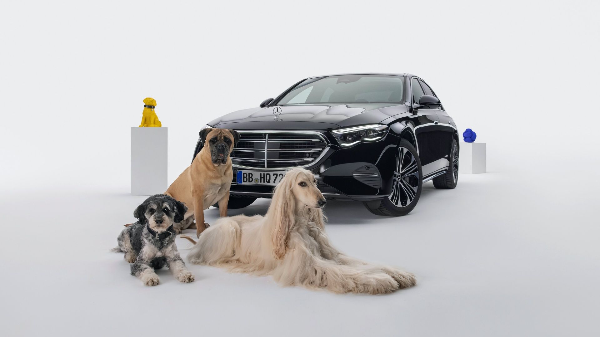 Mercedes Bark Assist E-Class with dogs in front of it