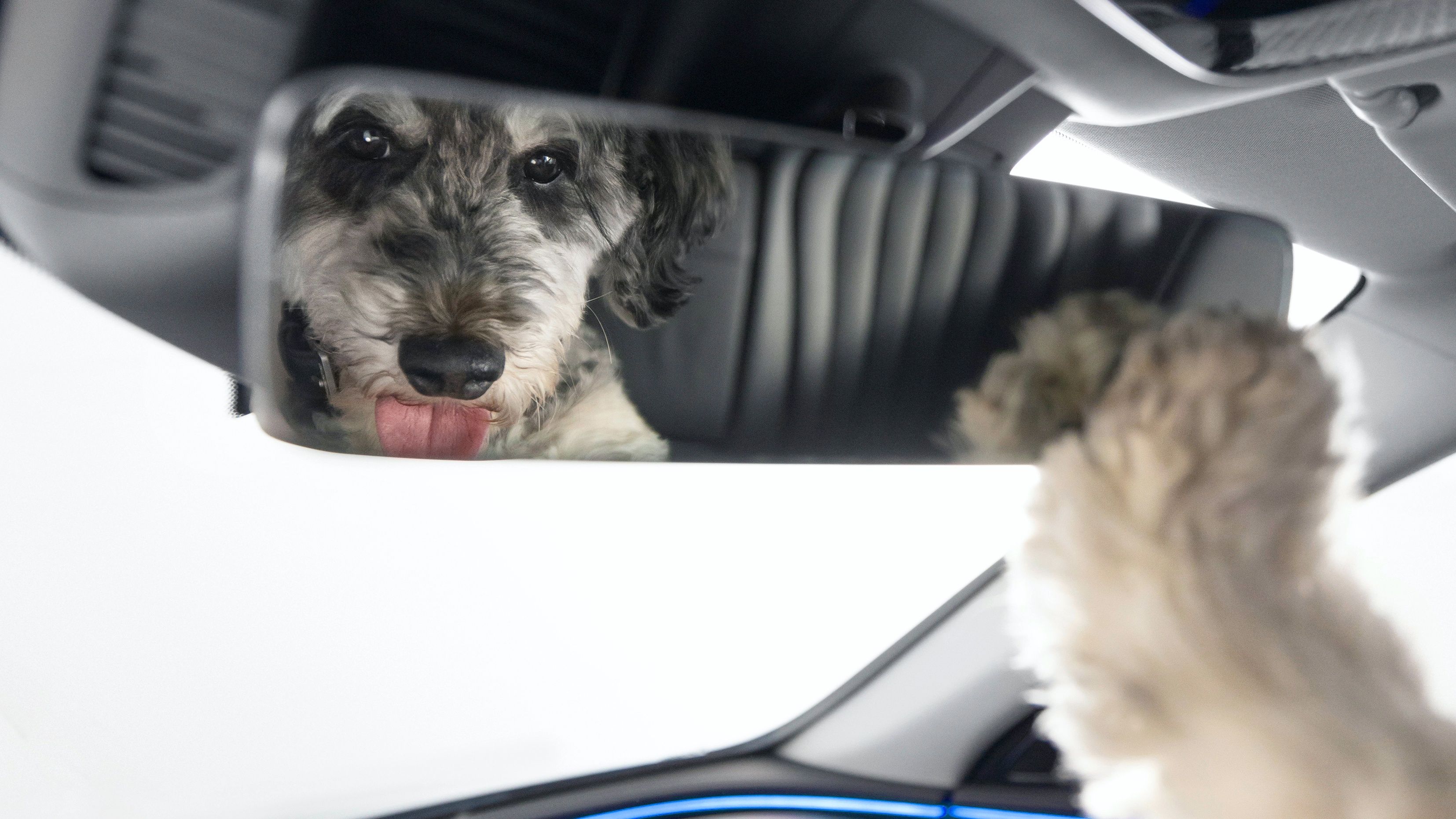 Mercedes Bark Assist E-Class with dogs looking in the mirror