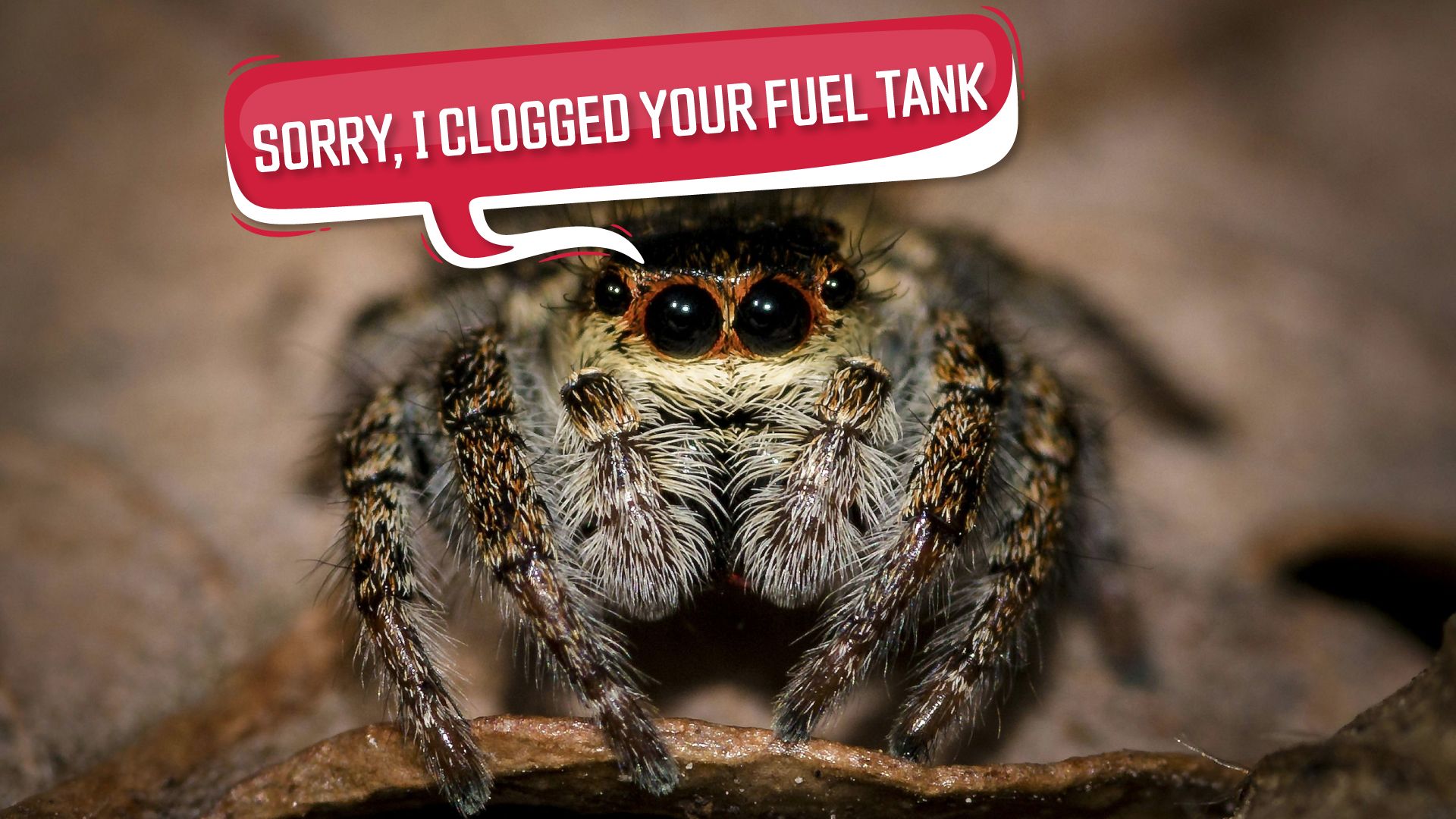 Sorry,-I-Clogged-Your-Fuel-Tank-Spider