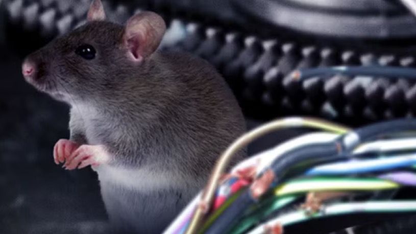 rat soy based wiring