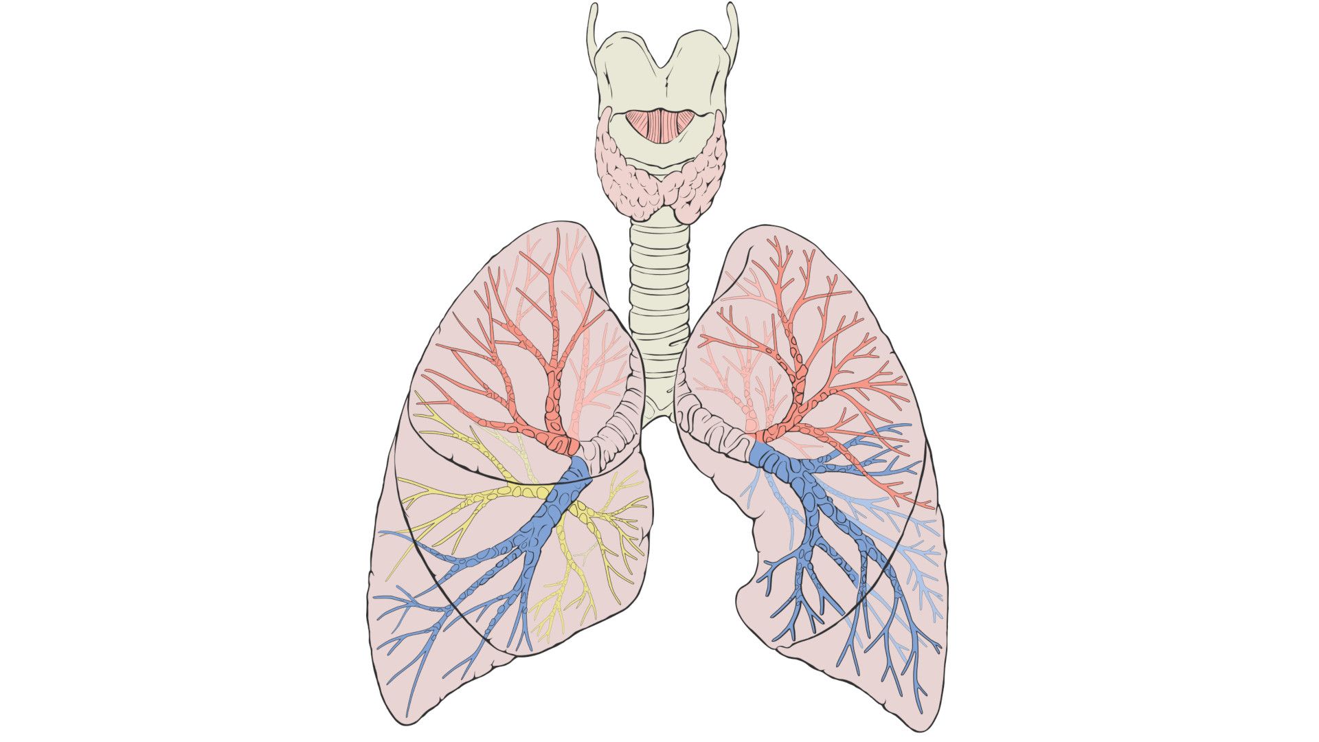 lungs
