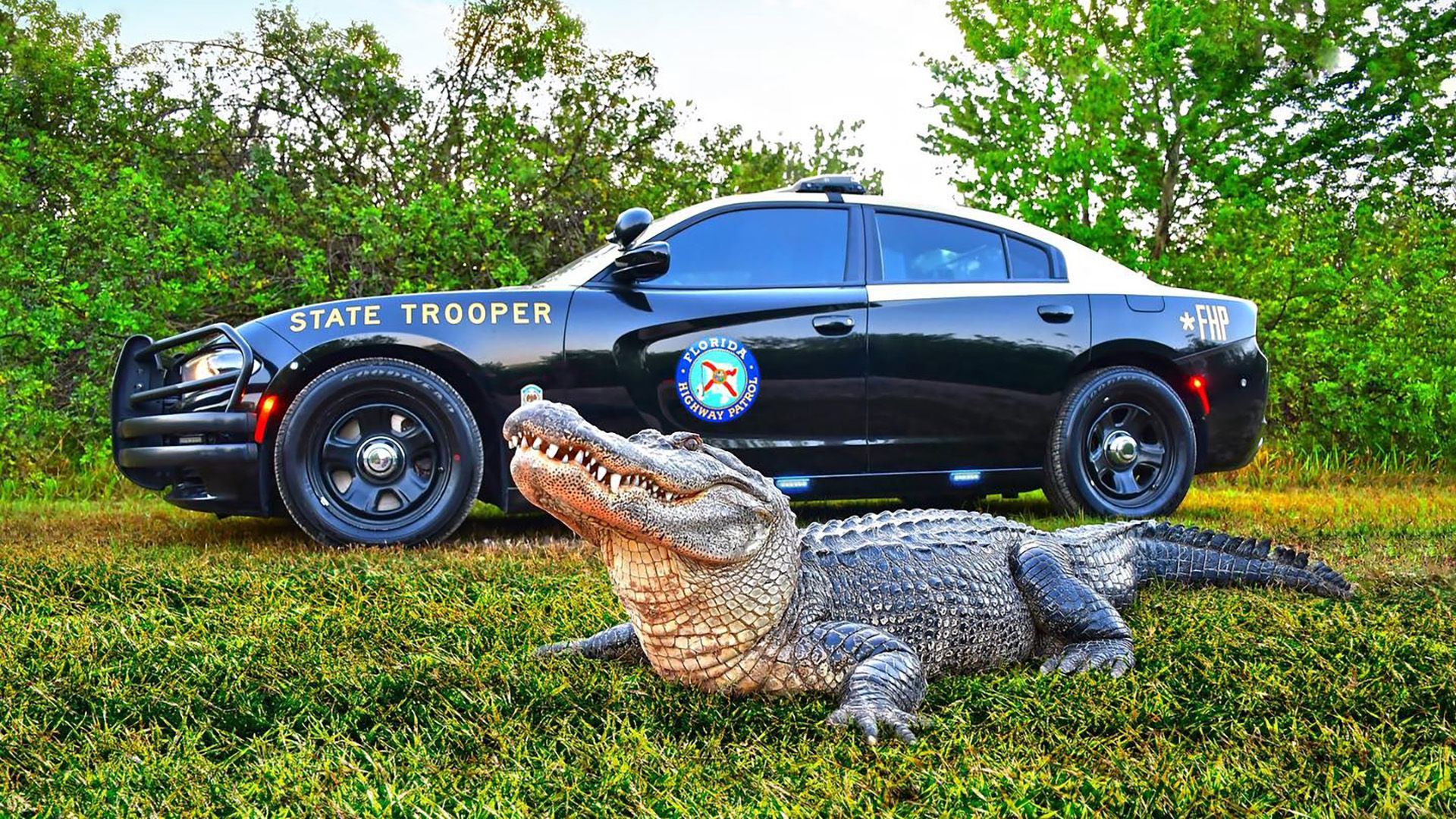 Florida Is Using Ford Mustangs For Hot Pursuit, Even If Ford Doesn't ...