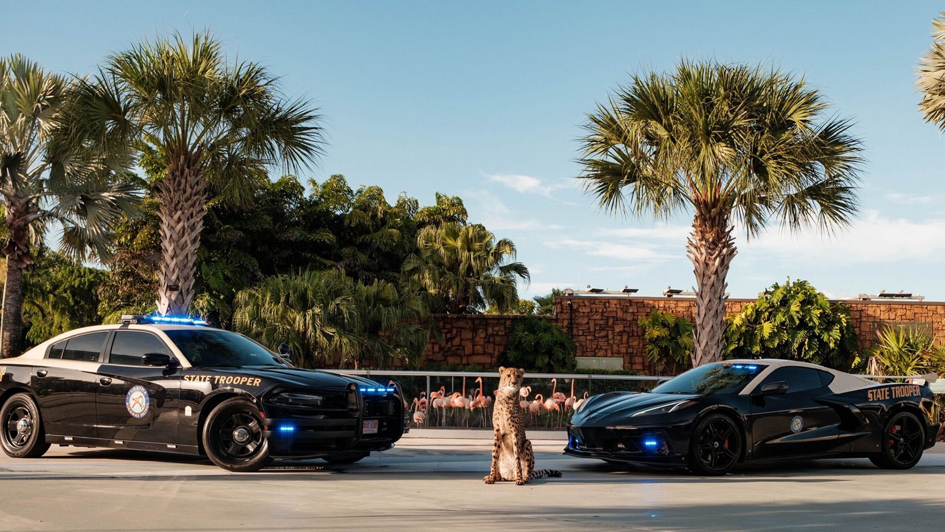 Florida Is Using Ford Mustangs For Hot Pursuit, Even If Ford Doesn't ...