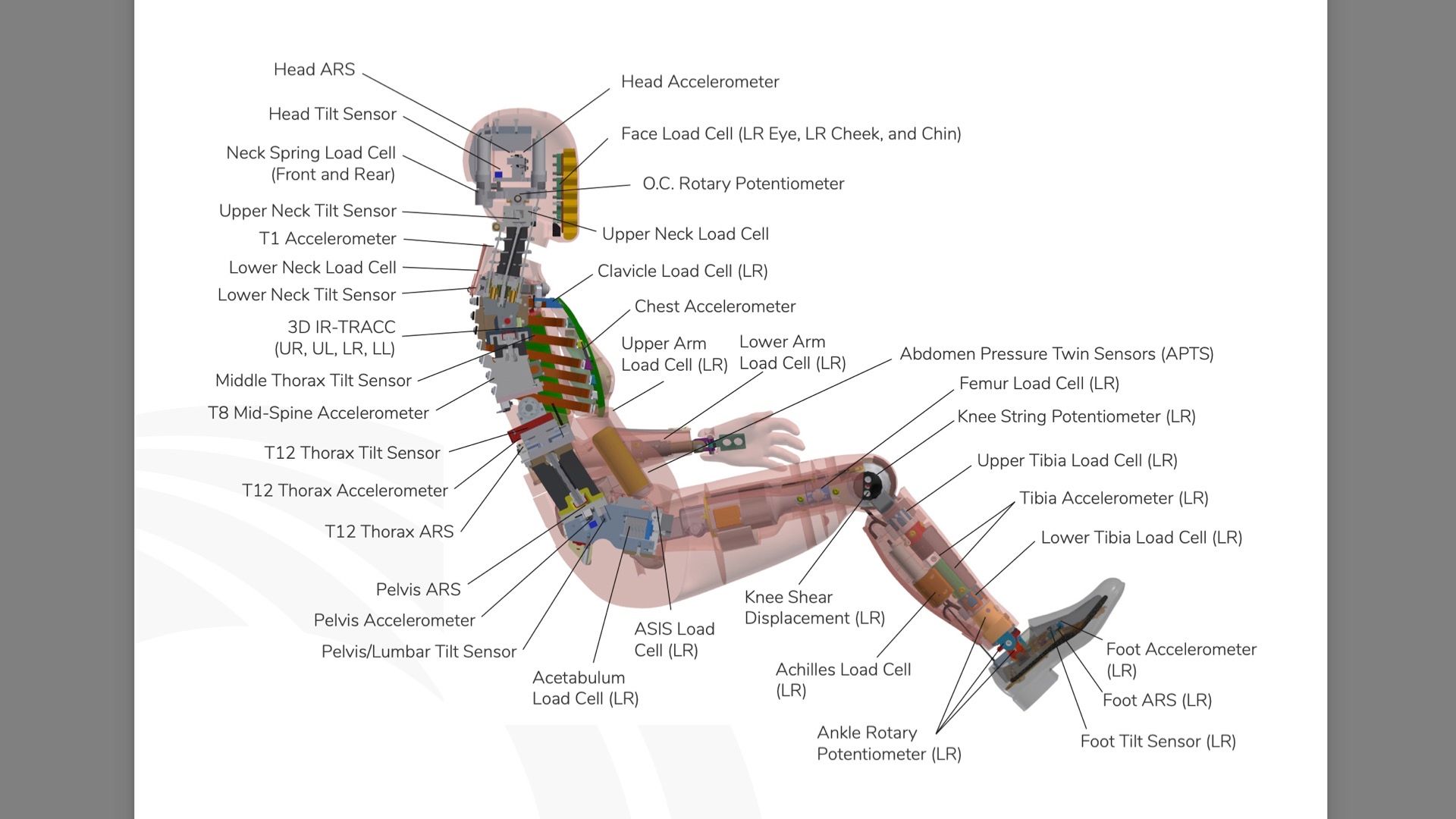 Female Crash Test Dummies Are Finally Resting To Start Crashing