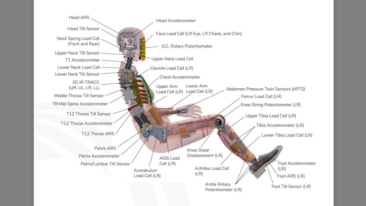 Female Crash Test Dummies Are Finally Resting To Start Crashing