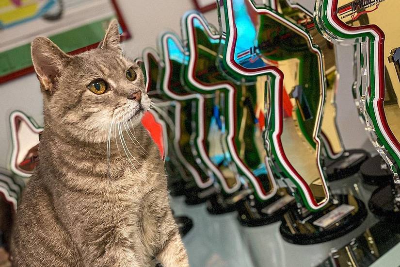 Formula 1's Famous Imola Paddock Cat Has Died