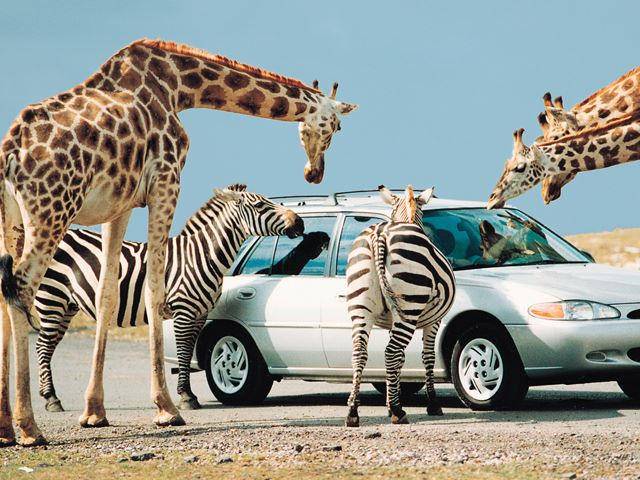 Animals Rungorllacar 5 Crazy Animal-Car Encounters