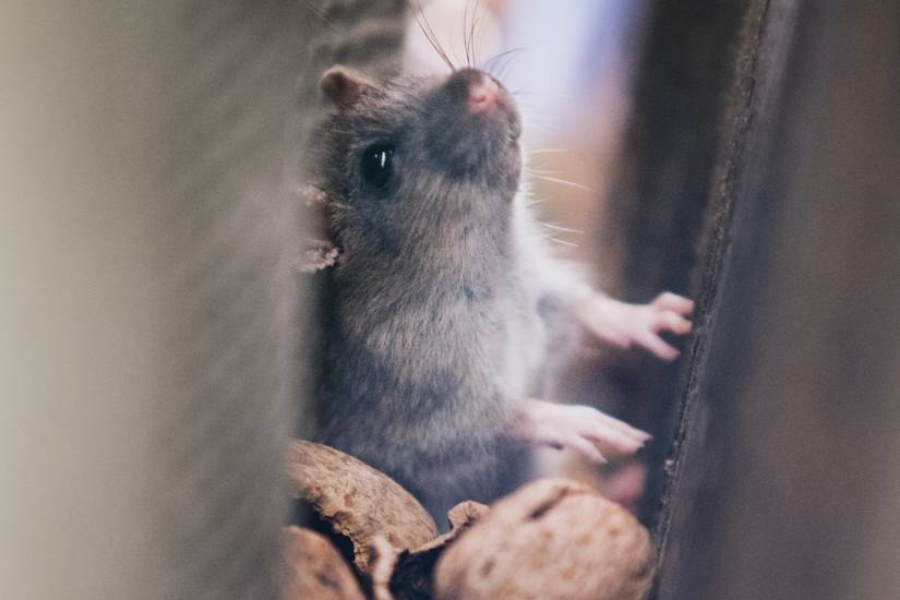 Remove Mouse Odor Car: Easy Hacks to Eliminate Smell Fast